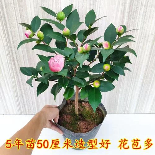 香妃茶花盆栽浓香型茶花冬季开花室内耐寒花卉植物茶花树苗