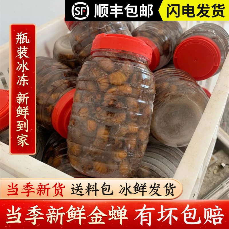 【顺丰包邮】苏北新鲜知了爬叉猴鸡拉猴速冻发货30只50只100只200只