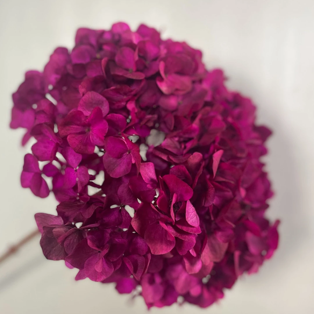 蓝蜻蜓【大叶绣球】高端大气永生花家居软装摆件餐桌岛台入户玄关