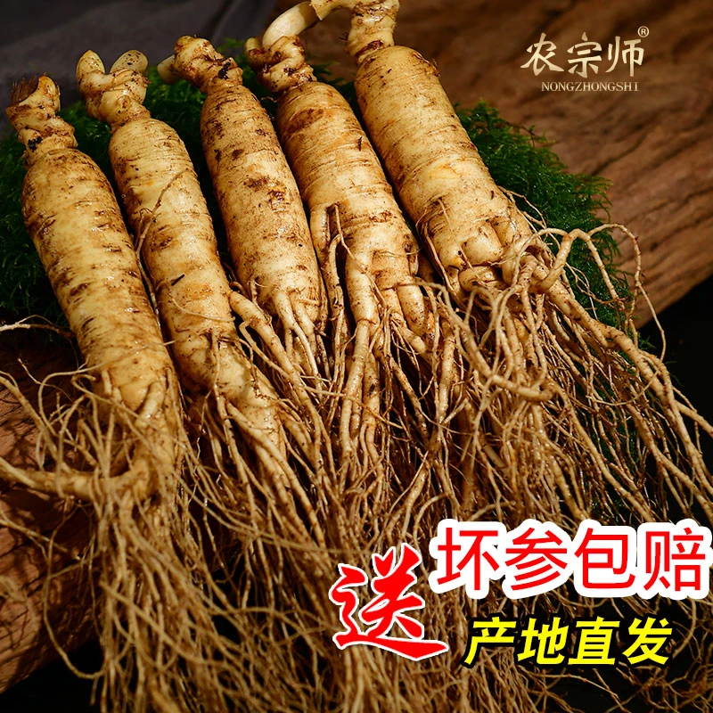 现挖长白山新鲜人参泡酒鲜参山林煲汤发货原产地营养泡酒