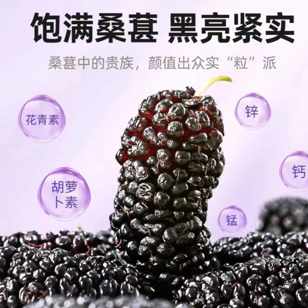〈新货〉正宗头茬新疆黑桑葚干干净无沙大颗粒泡水泡茶 拍一发三