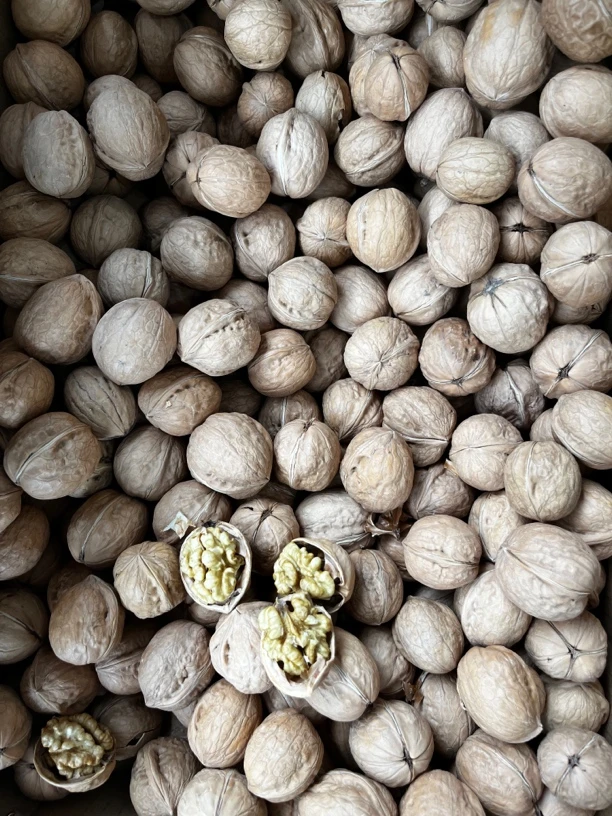 新疆纸皮核桃，果肉饱满白净5斤