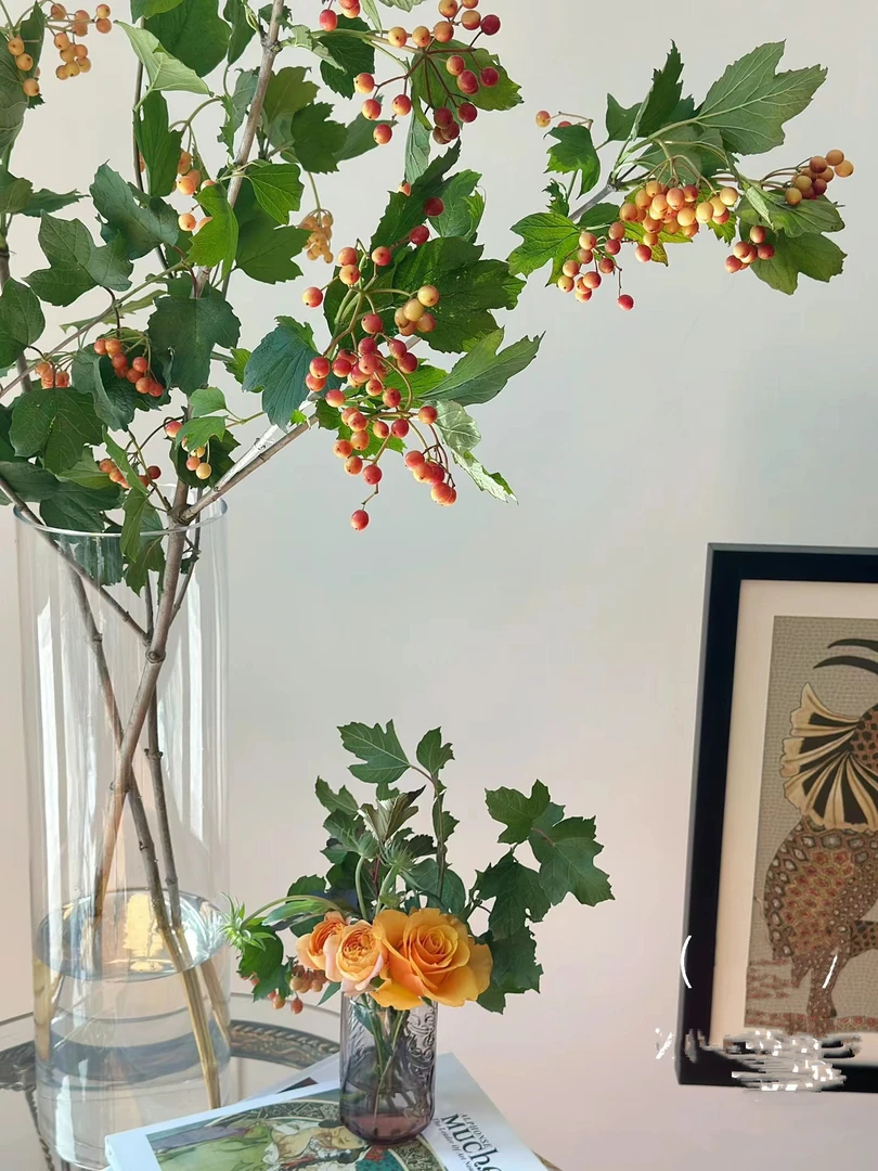 荚米果鲜切花小众水培现切斗南直发