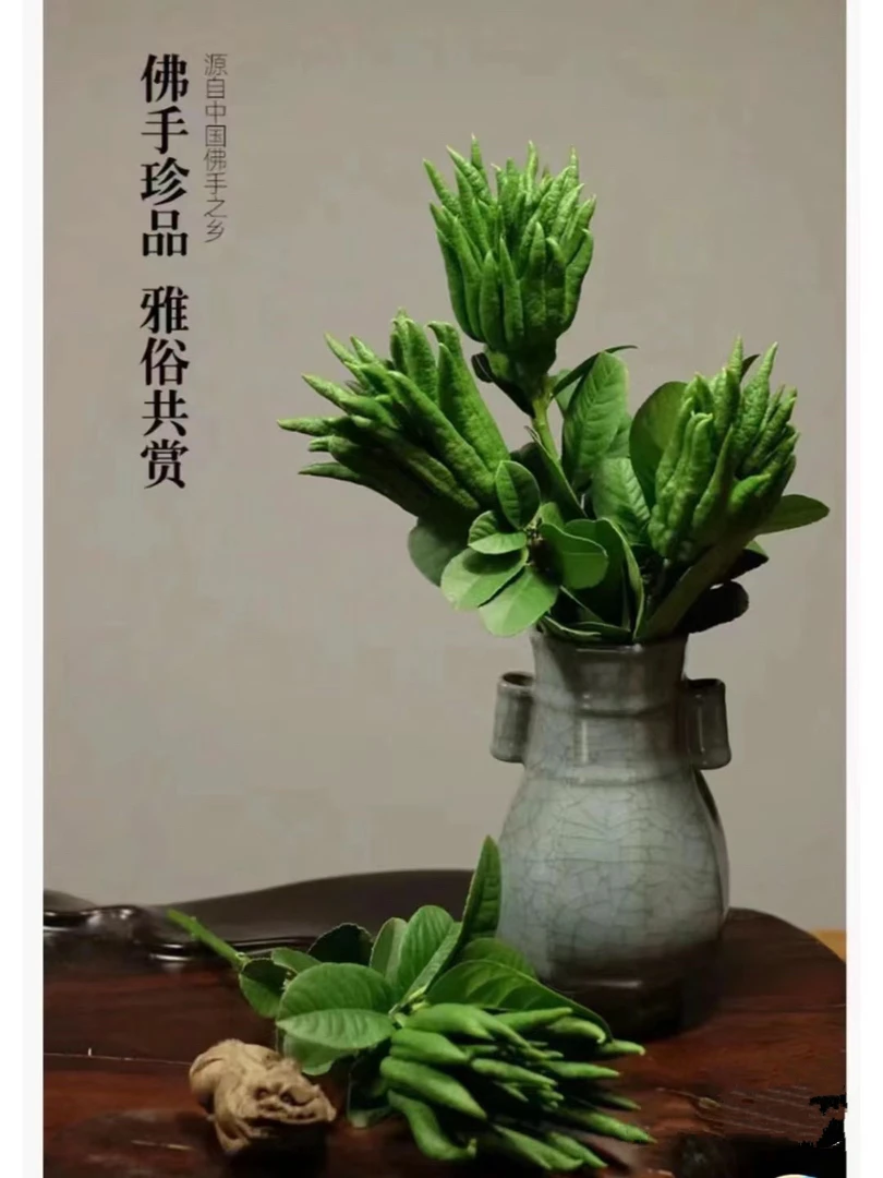 佛手柑青色天然柑橘柠檬香小众水培花现切花斗南直发