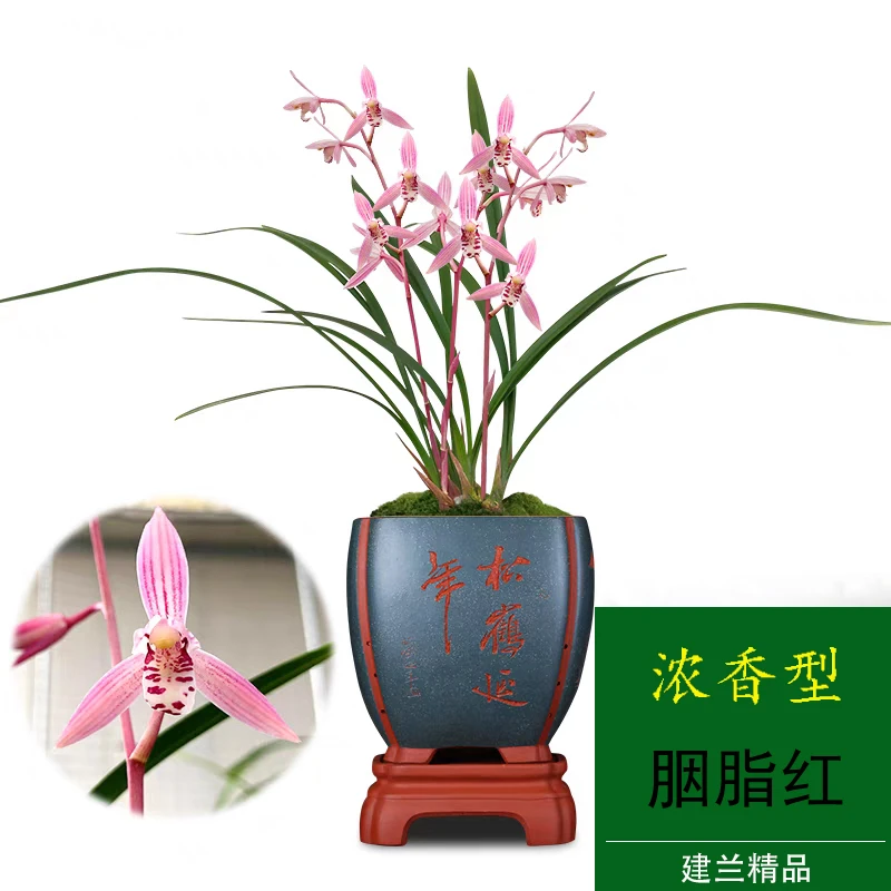 有香味的兰花苗建兰【胭脂红】四季兰不带花苞室内花卉盆栽懒人绿植