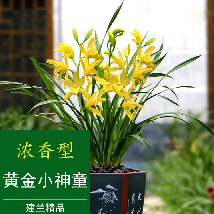 兰花苗建兰四季兰【黄金小神童】浓香型兰花室内盆栽花卉绿植物好养