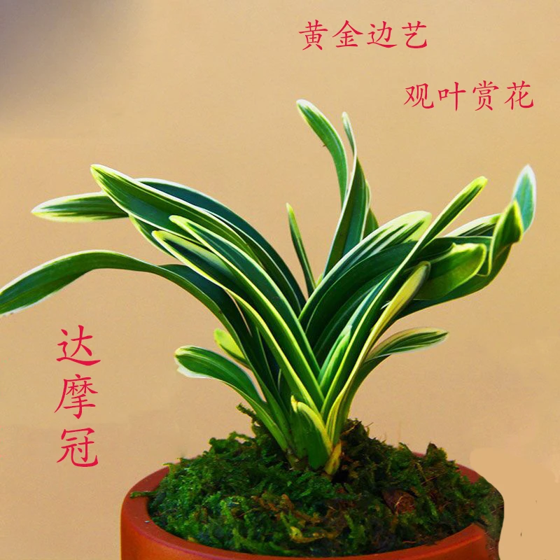 兰花苗【达摩冠】中透艺黄金中透名贵花卉室内盆景绿植矮种金边线艺