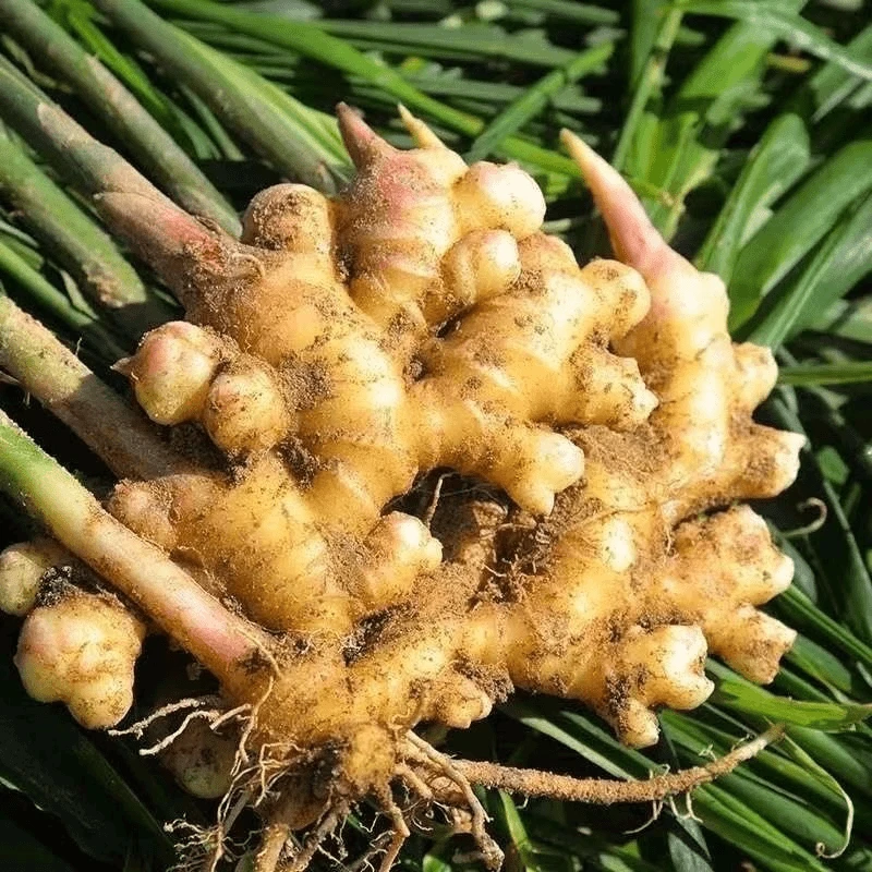 辛辣十足生姜现挖云南小黄姜新鲜嫩姜现挖嫩姜时令蔬菜