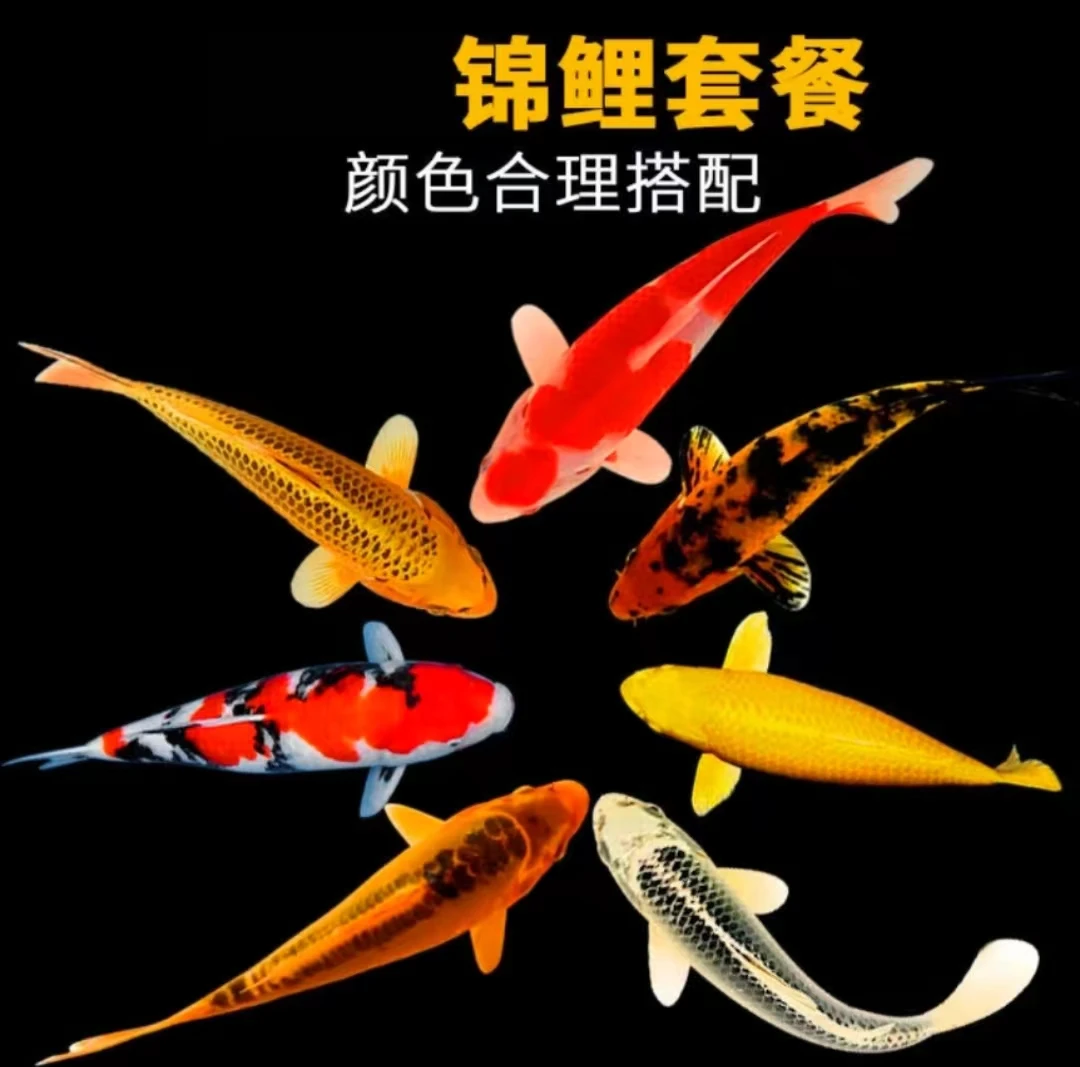 云上云赛级锦鲤鱼~大哥改价链接