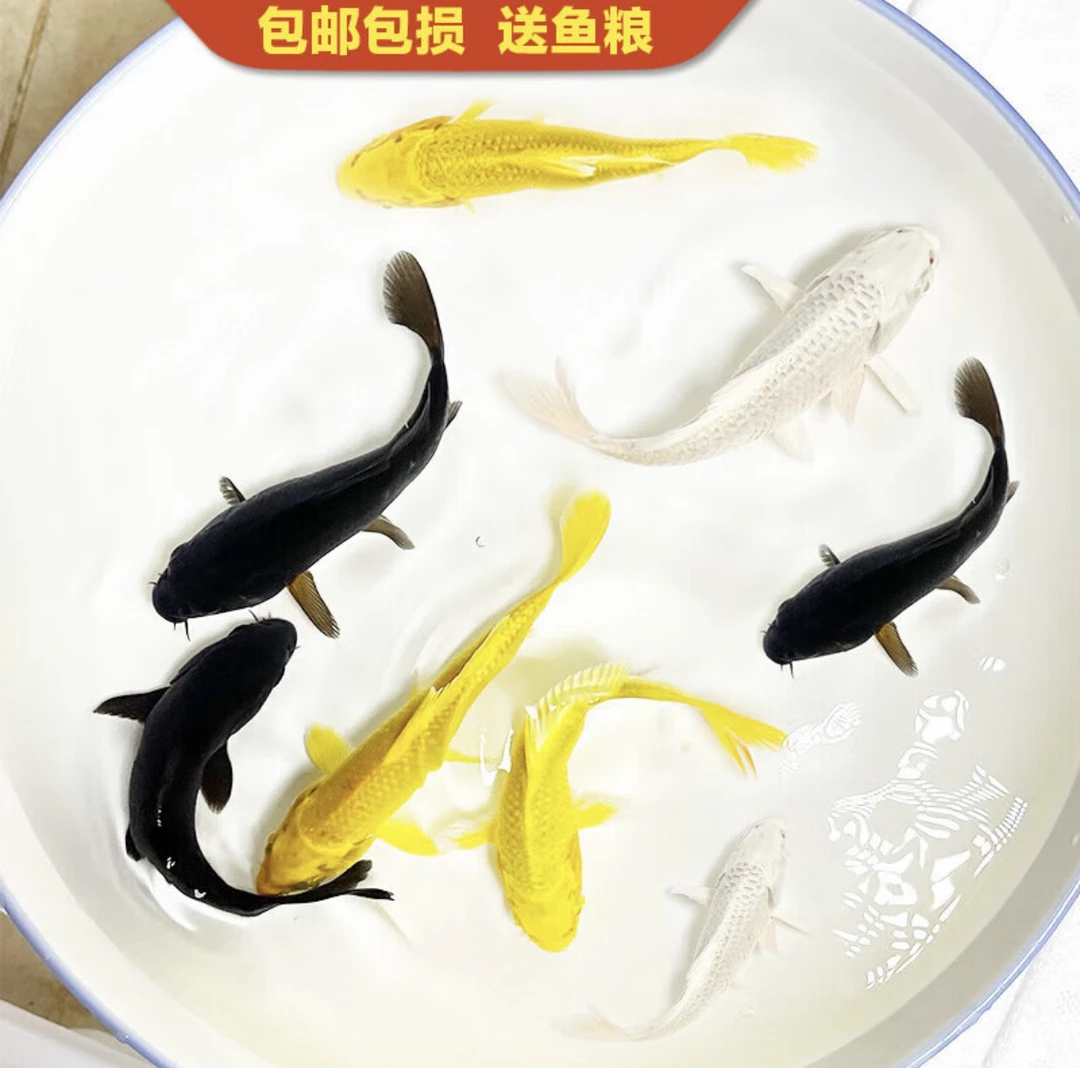 渔场直发锦鲤鱼~新粉福利2