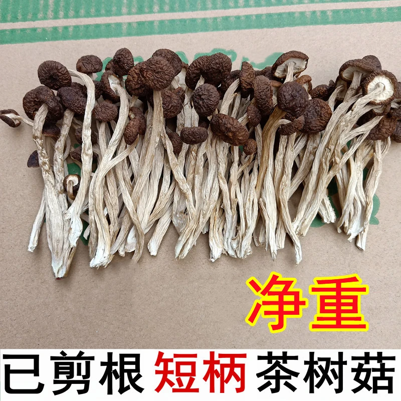 新货江西去根干茶树菇干货不开伞短柄细嫩剪脚茶薪菇新鲜蘑菇种植