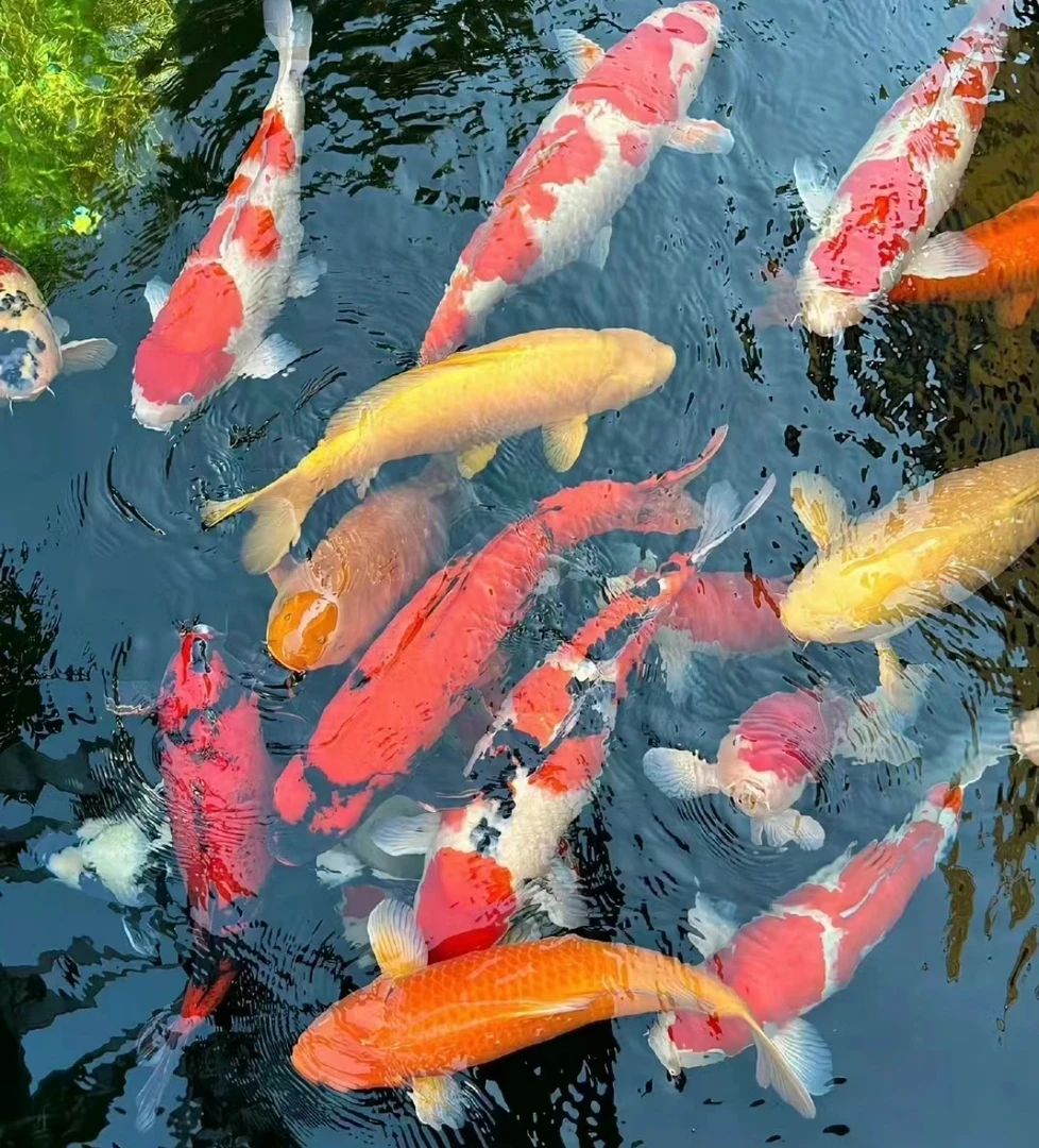 【27-31公分】顺丰快递发货 精品锦鲤 包邮包活 一物一拍