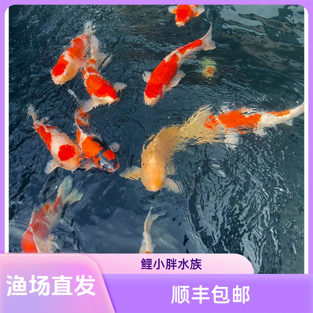 【18-20公分】顺丰包邮渔场直发精品锦鲤包邮包活入缸不赔