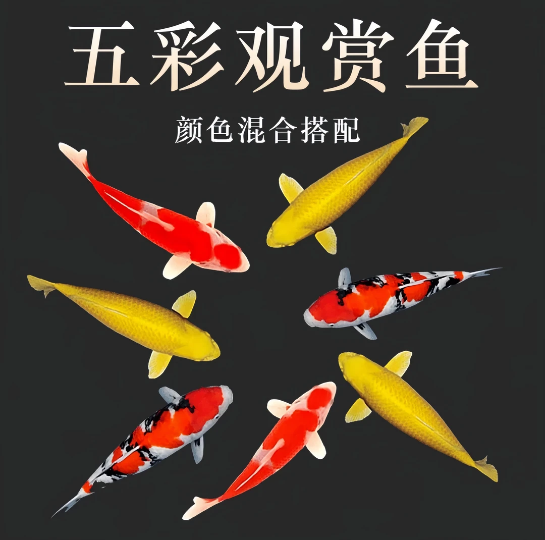 自家产精品锦鲤【顺丰】包邮包活入缸不赔付