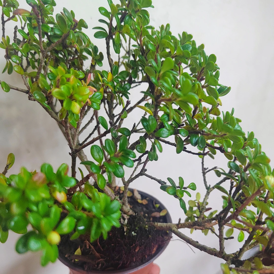 树盆栽，绿植盆栽越橘，观花观叶观果