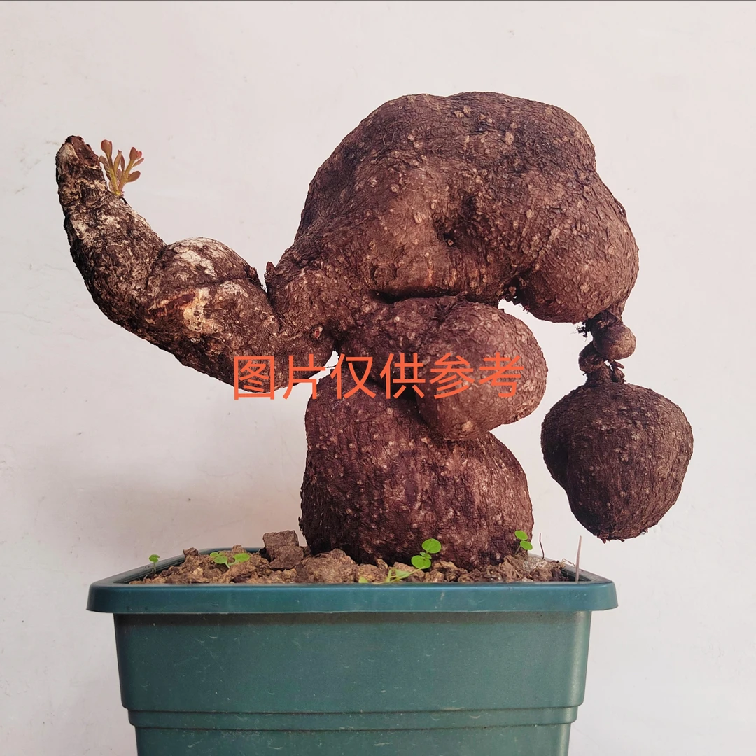 云南网红树萝卜小叶室内，树萝卜，盆景，块根红花五翅梅！一物一拍！