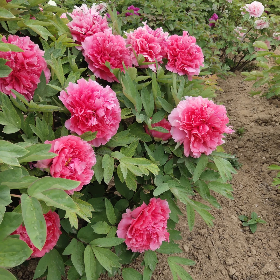 牡丹苗《珊瑚台》盆栽地栽庭院种植耐寒耐旱秋季发货