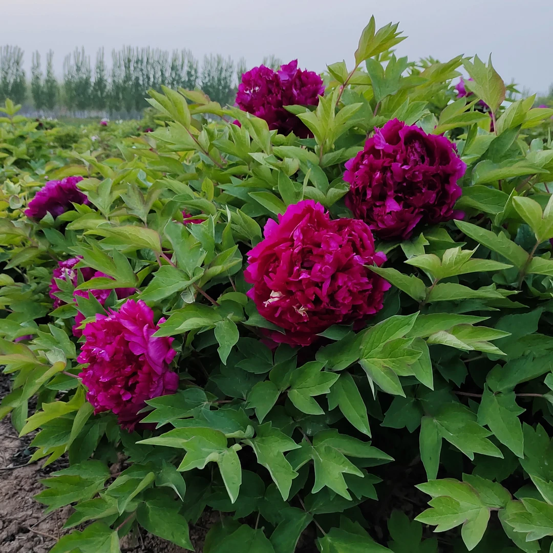 牡丹《紫金撒玉》下单先发资料秋季发苗