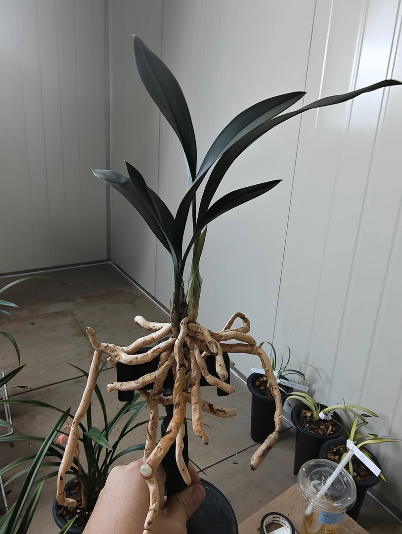 兔耳兰新品红花忘红尘，兔耳兰两壮苗裸根发货兰草兰花兔儿兰