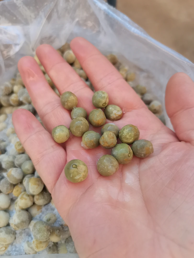 2024天长鸡头果14毫米嫩二青500g