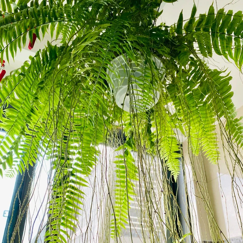 霸王蕨 室内垂吊氛围感绿植