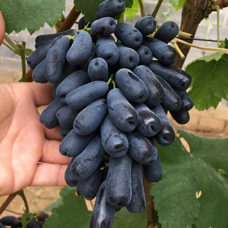 蓝宝石,金手指葡萄,无籽,无核,孕妇小孩都可以吃,坏果烂果包赔,