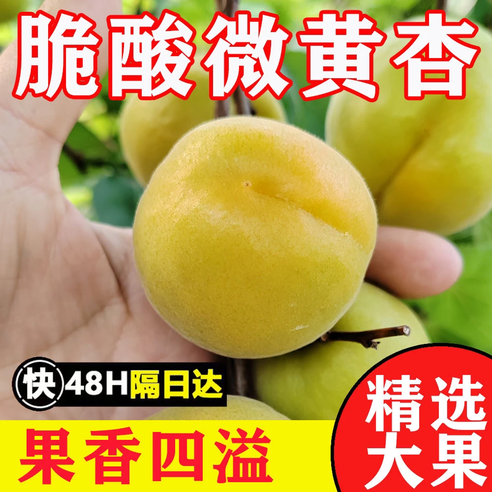 【顺丰包邮】2025头茬大酸杏半青半黄杏孕妇水果新鲜批发