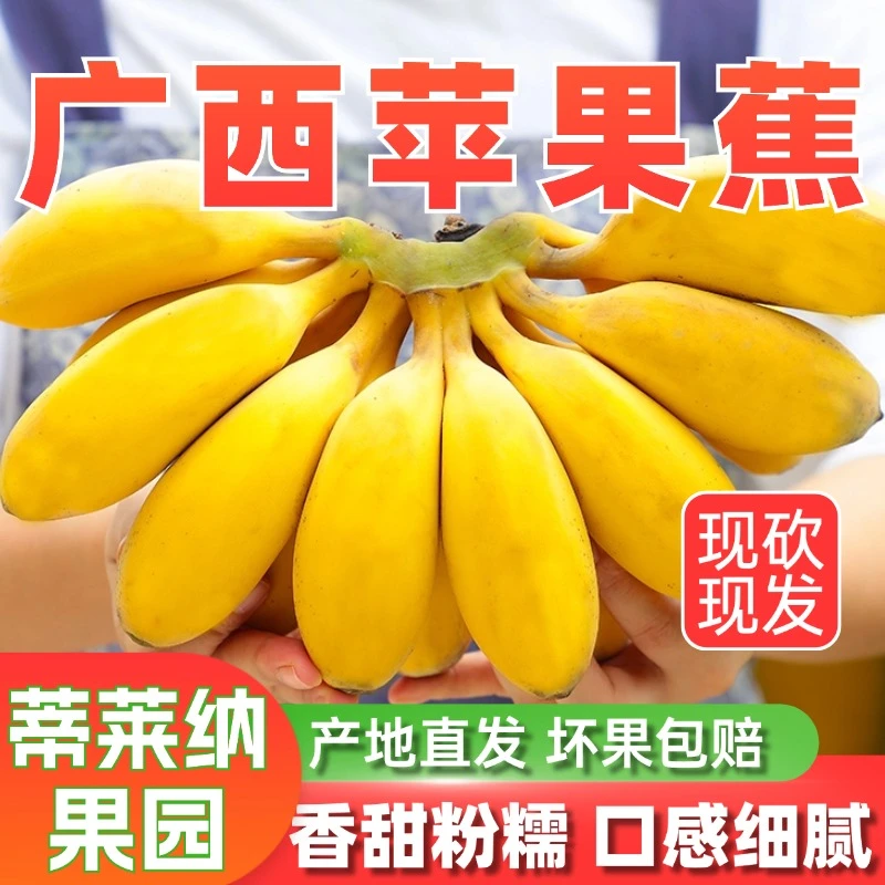 【广西苹果蕉】新鲜粉蕉天然苹果香蕉奶蕉绿色软糯非小米蕉自然生态