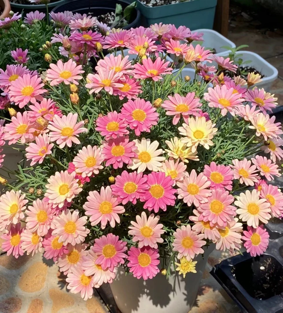 【新疆包邮】玛格丽特花卉混色盆栽长期花四季开花室内外好养活植物