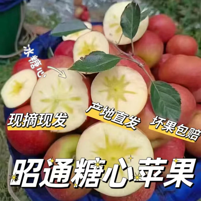 云南昭通糖心苹果昭通丑苹果当季现摘现发整箱包邮苹果礼盒装