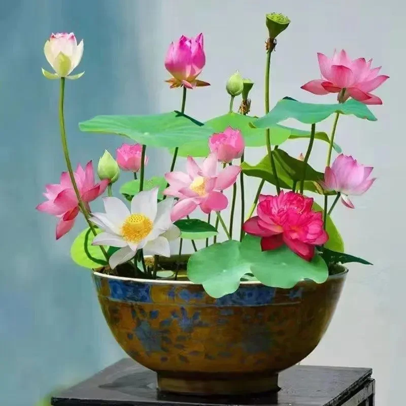 绿植绿植绿植绿植