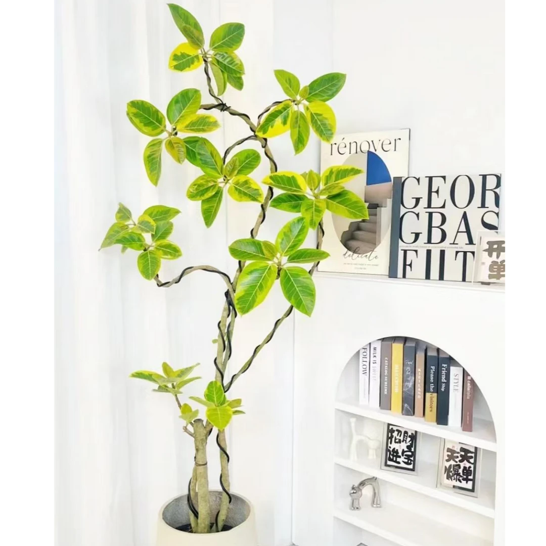 黄金榕盆栽室内外落地大型居家绿植吸甲醛富贵榕好养易活造型盆景