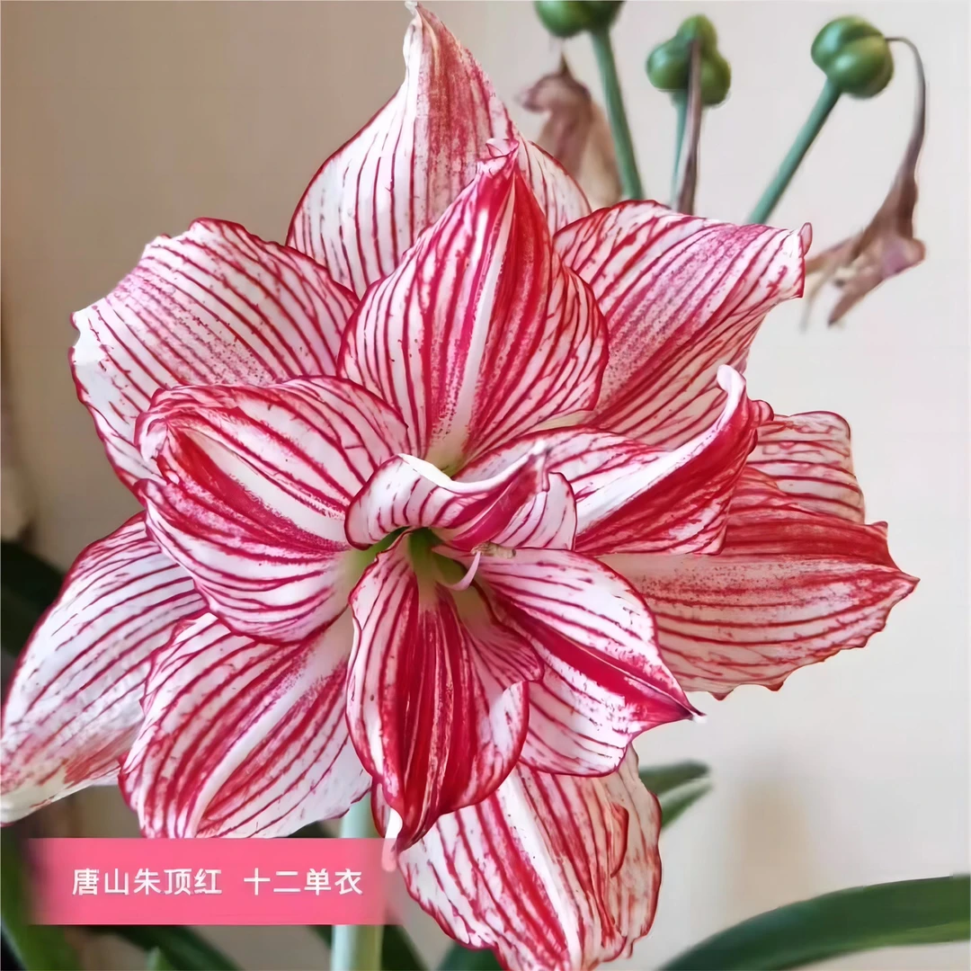 朱顶红种球【十二单一4/5厘米丑球1棵】剪叶发货，不承诺待侧芽