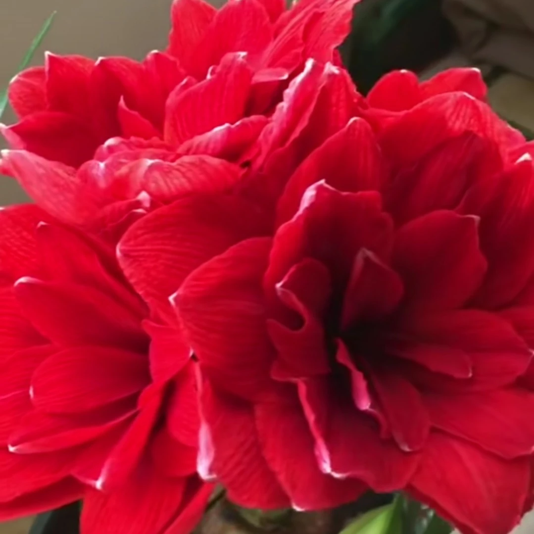 朱顶红种球【带花键-双龙/马拉加】-重瓣-开花球1粒-