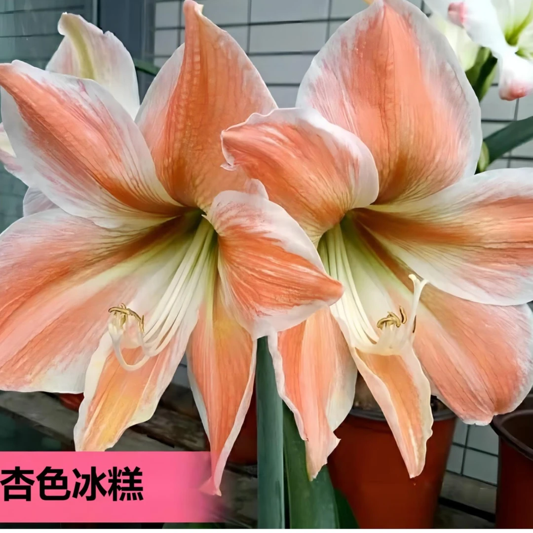 朱顶红种球【杏色冰糕】规格实际偏小2到3厘米.