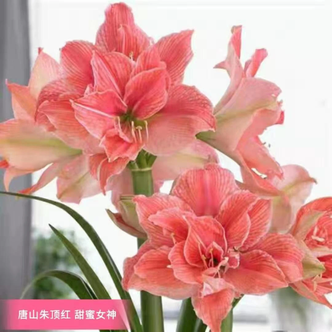 朱顶红种球【甜蜜女神】球裂丑规格实际偏小2到3厘米