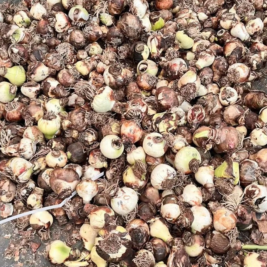 朱顶红种球【残次球4个】没有任何售后，介意勿拍