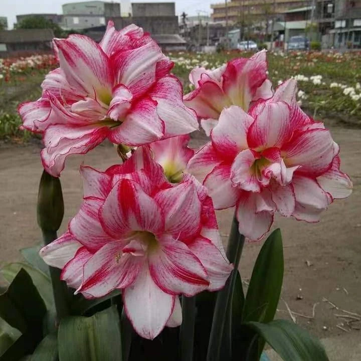 朱顶红【瑞秋姑娘0.5厘米左右小苗】剪叶发货黄叶叶子带红点无售后