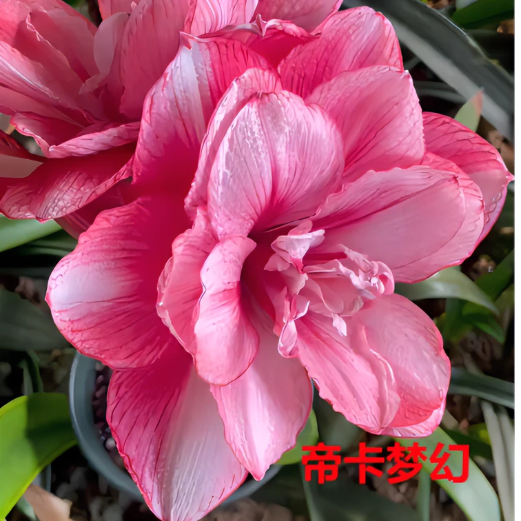 朱顶红球根【帝卡梦幻】球丑裂实际偏小2到3厘米种球呈褐色
