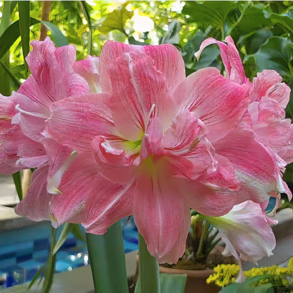 朱顶红种球【玫瑰花样】-重瓣-开花球1粒-