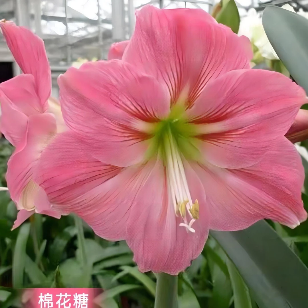 朱顶红球根【棉花糖】规格实际偏小2到3厘米