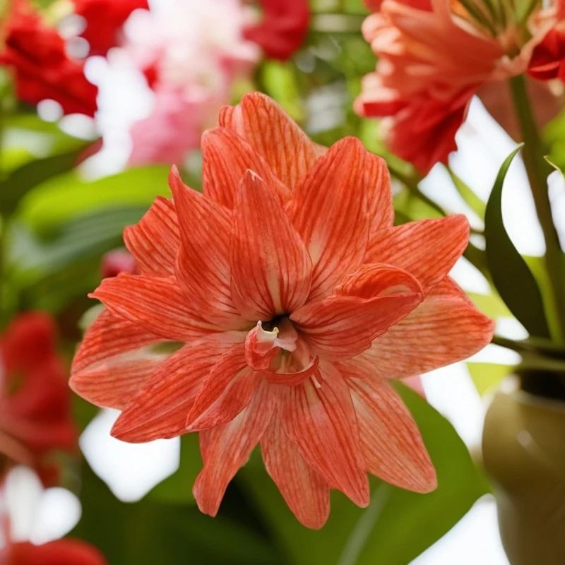 朱顶红种球【珍妮小姐】-重瓣-开花球1粒- 个别种球褐色