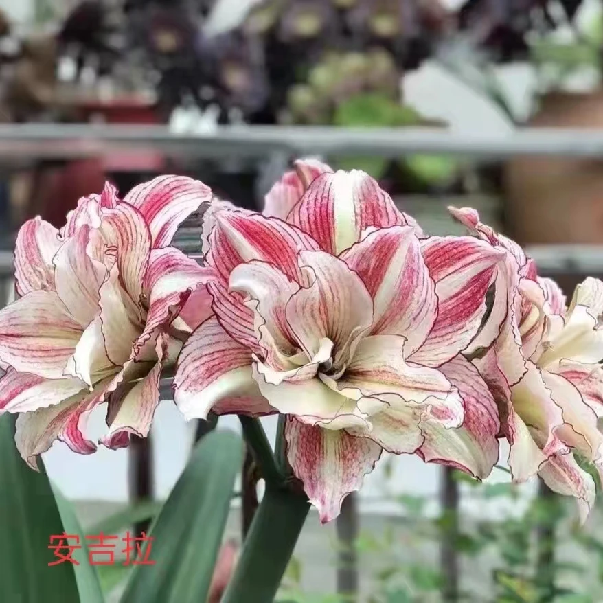 朱顶红种球【安吉拉小苗】剪叶发货黄叶叶子带红点无售后