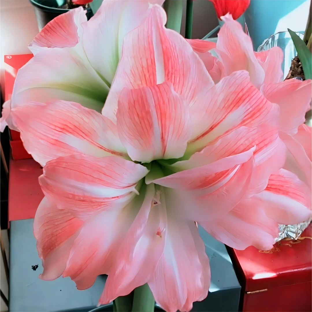 朱顶红【巨花黛丝1厘米左右小苗】剪叶发货黄叶叶子带红点无售后