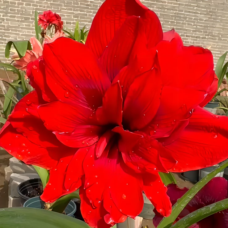 朱顶红球根 【残次帝卡芙蓉王】实际规格偏小2到3厘米种球褐色