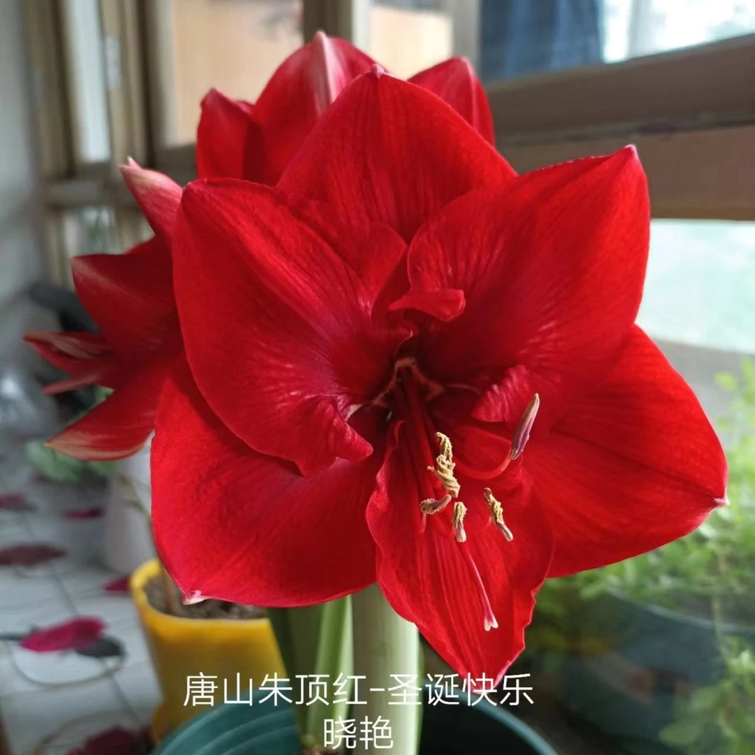 朱顶红种球【圣诞快乐】-单瓣-球丑-开花球1粒-