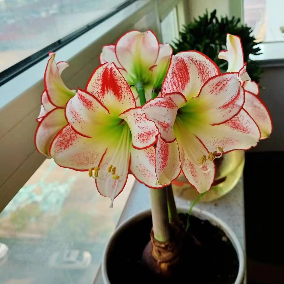 朱顶红种球【毕加索】规格实际偏小2到3厘米.