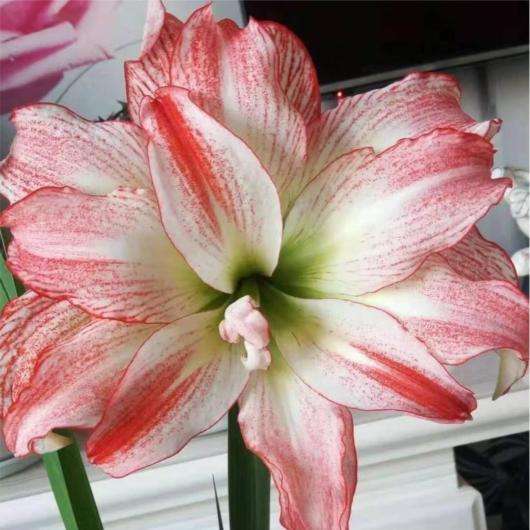 朱顶红种球【爱神1厘米左右小苗】剪叶发货黄叶叶子带红点无售后