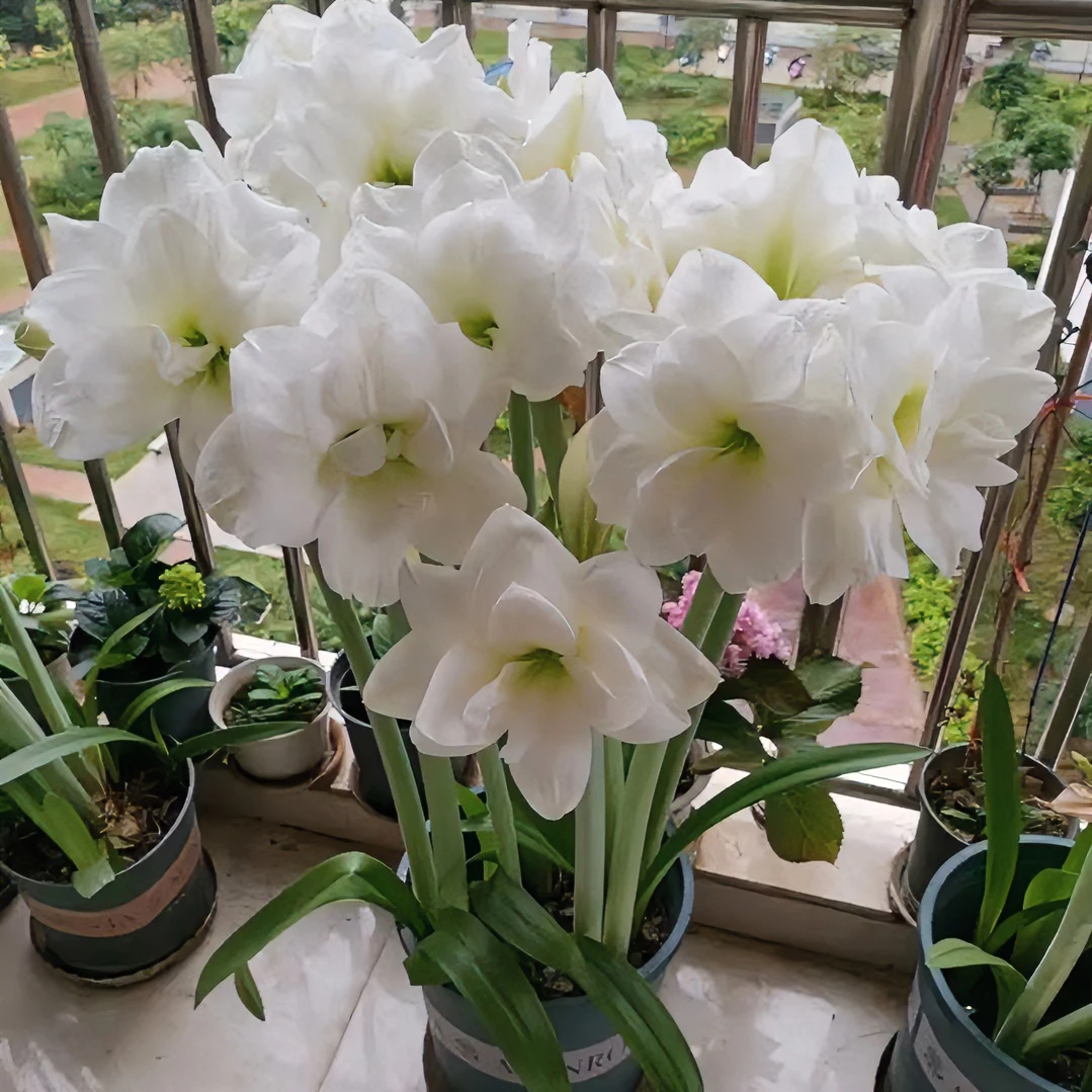 朱顶红种球【阿弗雷】28/30实际偏小2到3厘米1粒