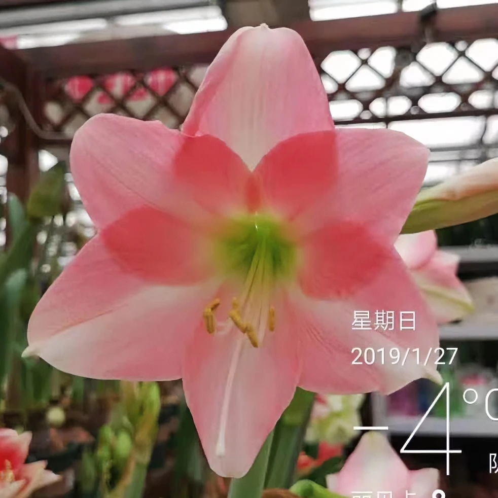 朱顶红种球【瑞贝卡】-单瓣-开花球1粒-